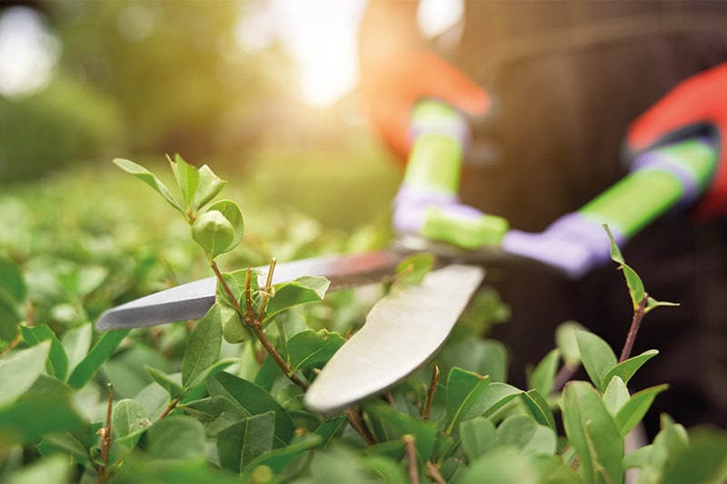 Grüner Daumen gesucht (m/w/d)